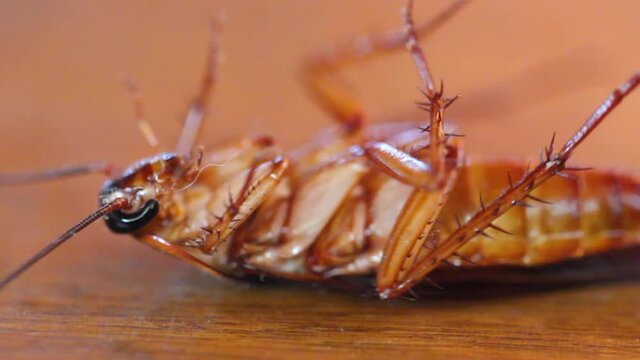 cockroach, insect repellent. dying cockroach close up. insecticide and pesticide concept. Pest control
