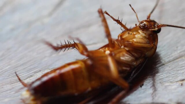 cockroach phobia, insect repellent. dying cockroach close up. insecticide and pesticide concept