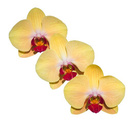 Phalaenopsis yellow flower orchid isolated on white background with clipping path