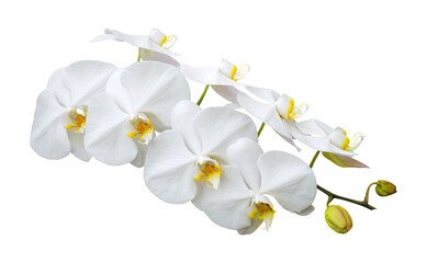 Fototapeta na wymiar Phalaenopsis white flower orchid isolated on white background