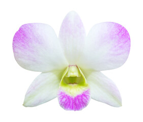 Dendrobium pink and white flower orchid isolated on white background
