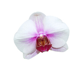 Fototapeta na wymiar Phalaenopsis flower orchid isolated on white background