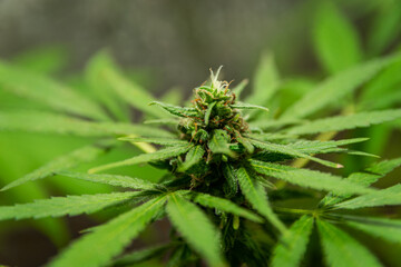 marijuana plants before harvest, marijuana flowers, female canavis, marijuana, thc, medicinal thc, natural health, marijuana plant, drugs, natural medicine, green, female marijuana plant