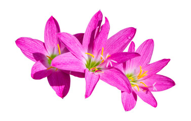Pink flower of Rain lily (Zephyranthes) and blooming in rainy season isolated on white background