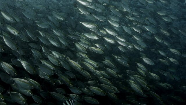 A school of Bluestripped snapper (Lutjanus kasmira) are swimming in a very colorfull coral Reef with soft coral (Dendronephthya) with wide open polyps, Maldives, Indian ocean, slow motion
