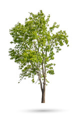The Neem tree, Nim, Margosa, Quinine, Holy tree, Indian margosa tree, Pride of china, Siamese neem...