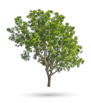 The Neem tree, Nim, Margosa, Quinine, Holy tree, Indian margosa tree, Pride of china, Siamese neem tree (Azadirachta indica Juss) isolated on white background whit a clipping path
