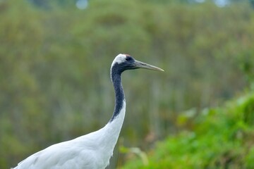のんびりくつろぐタンチョウヅル親鳥＠北海道