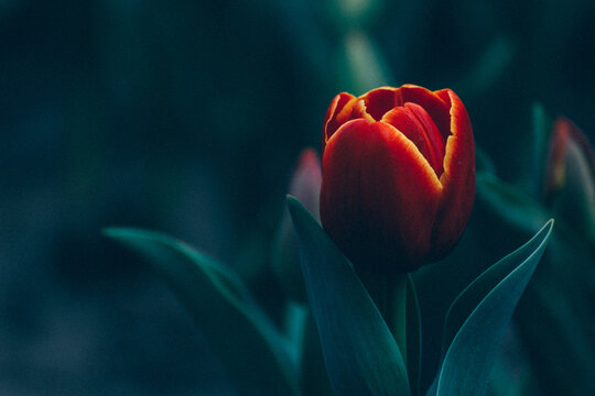 tulip