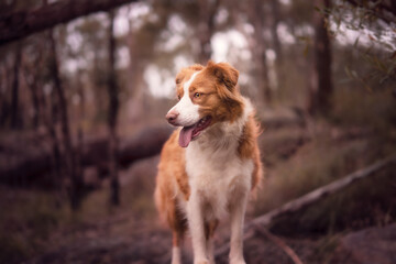 Red collie standing in bush
