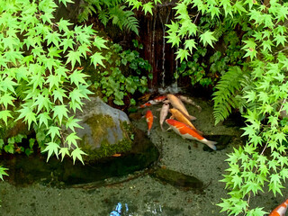 red and green fish in small pond