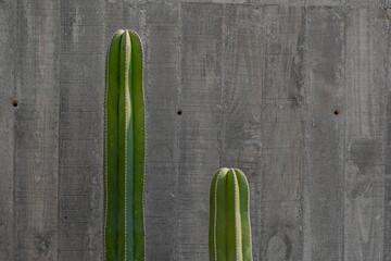 cactuses in concrete background