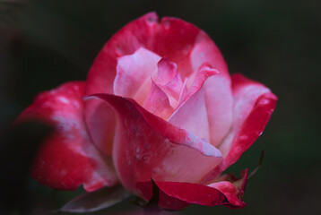 pink rose bud