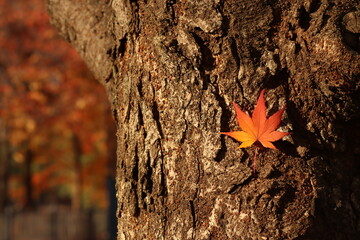 red maple leaf
