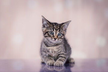 Tabby kitten portrait