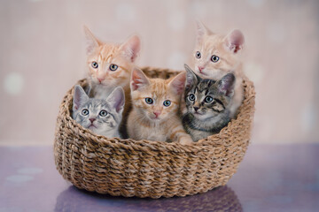 Naklejka na ściany i meble Kittens in a basket