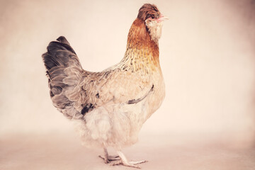 Brown hen standing