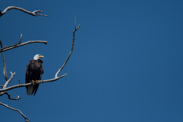bald eagle on a branch