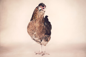 Noisy hen standing
