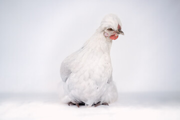 White hen sitting
