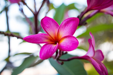 Pink magnolia flowers in full bloom