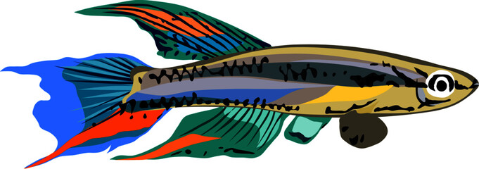 vector drawing of a killifish