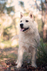 Husky Wolfhound dog looking through bush