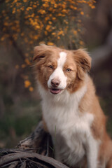 Red dog with yellow flowers