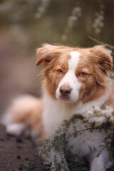 Red dog sitting in white flowers