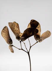 seed pods