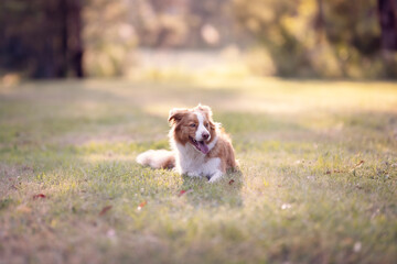 Red dog laying in park