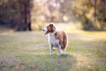 Red dog standing in sunset