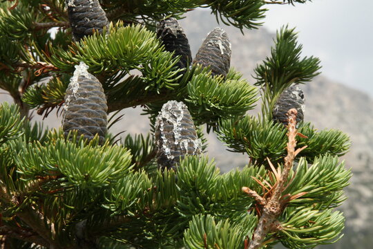 Subalpine Fir (Abies lasiocarpa) blue cones with pitch on a tree in Beartooth Mountains, Montana