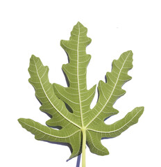 Fototapeta premium hand shape fig leaf isolated white background.