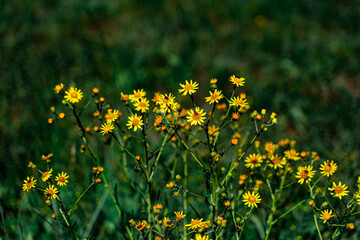 Yellow daisy flowers - margarita amarilla en el campo.