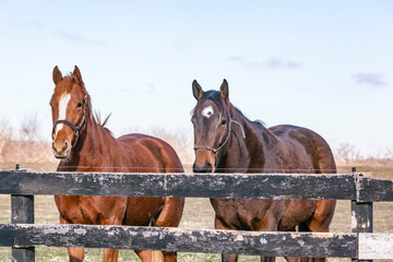 Two Thoroughbred yearlings looking over a black fence in the winter on a clear, sunny day.