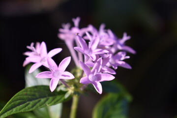 close up of a purple flower