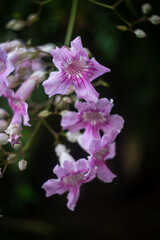 Plantas, sin flores y con flores que crecen en el tr&oacute;pico paname&ntilde;o.