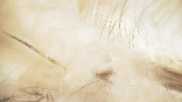 An airy concept of the lightness of bird fluff and feathers.