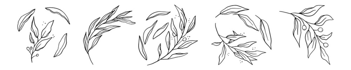 Set of hand-drawn garden elements in line art, black stroke style, plants and branches. Isolated olive leaf branches on a white background. Sketchy elements of design. Vector illustrations