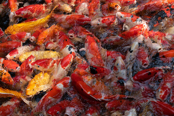 Obraz na płótnie Canvas Colorful carp fish or Koi fish in the pool.