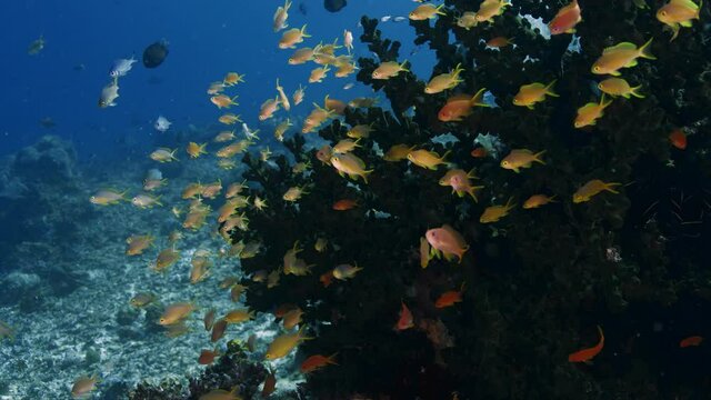 a school of Indian flame basslet Pseudanthias ignitus in the blue water, WAKATOBI, Indonesia, slow motion