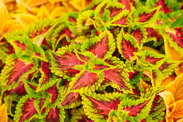Beautiful colorful Coleus leaf in a garden