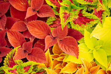 Beautiful colorful Coleus leaf in a garden