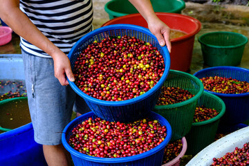 Fresh raw coffee cherry beans in blue basket in farmers hand at industry community chiang rai Thailand .