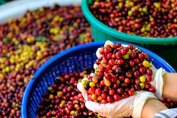raw red and yellow coffee beans in farmer hands and coffee background .