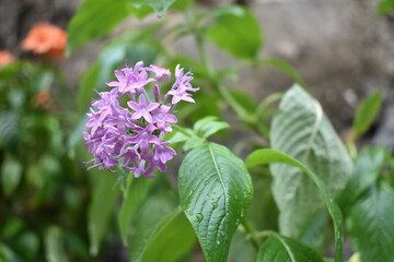 flowers in the garden