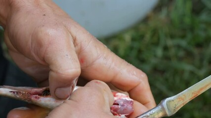 Male strong hands of a fisherman cuts off the head with a knife freshly caught live fish close up view.