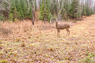 A young buck is enjoying autumn scenes	