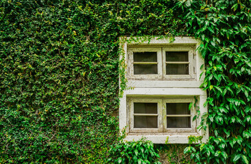 Closeup old white wooden window with fully green plant on wall background.